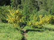 13 Laburnum alpinum (Maggiociondolo)